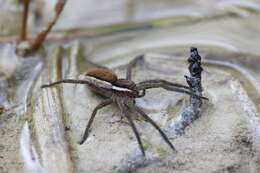 Image of Raft spider