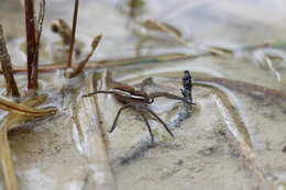 Image of Raft spider