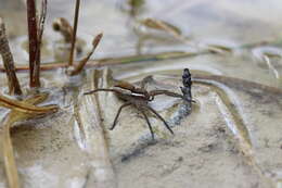 Image of Raft spider