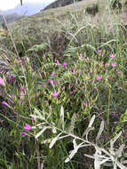 Chironia palustris subsp. transvaalensis (Gilg) Verdoorn resmi