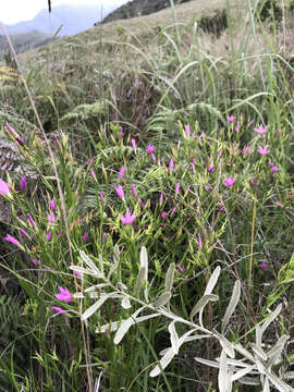 Image of Chironia palustris subsp. transvaalensis (Gilg) Verdoorn