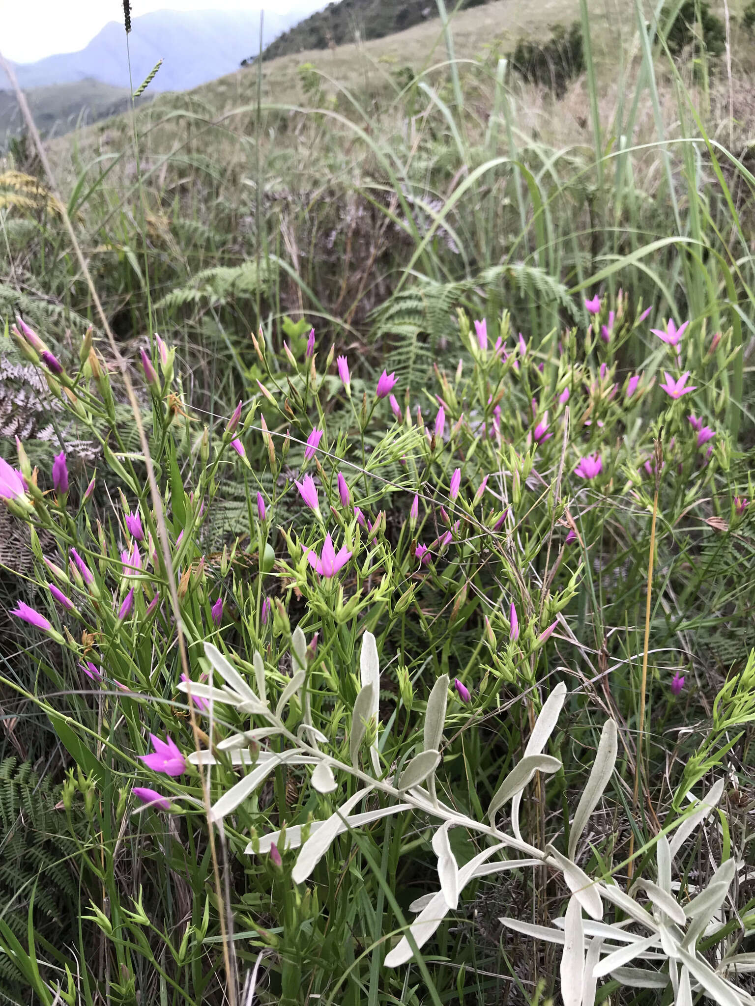 Chironia palustris subsp. transvaalensis (Gilg) Verdoorn resmi