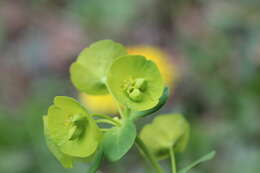 Image of Wood Spurge