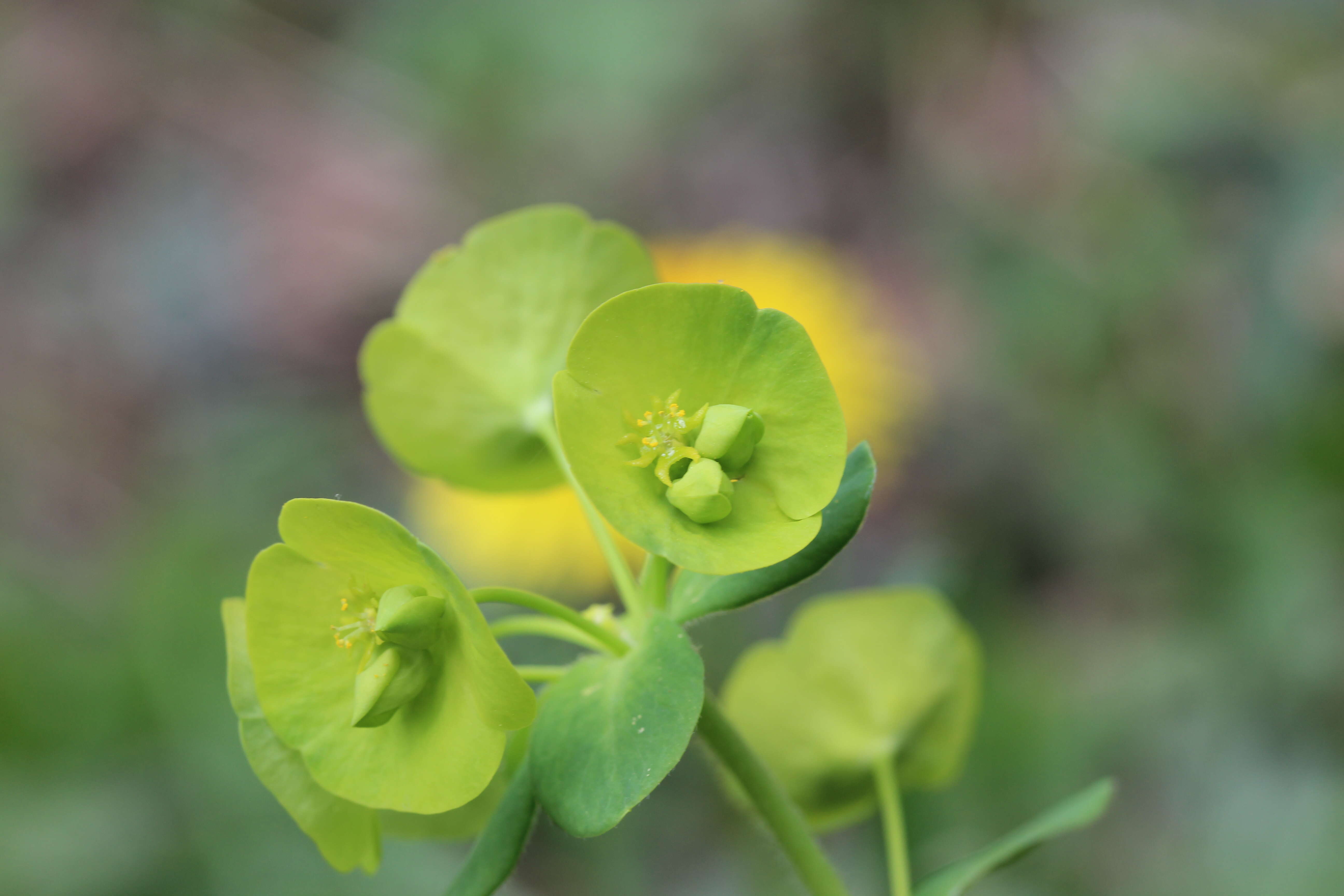 Image of Wood Spurge