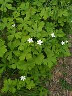 Image of Anemonastrum baicalense (Turcz.) Mosyakin