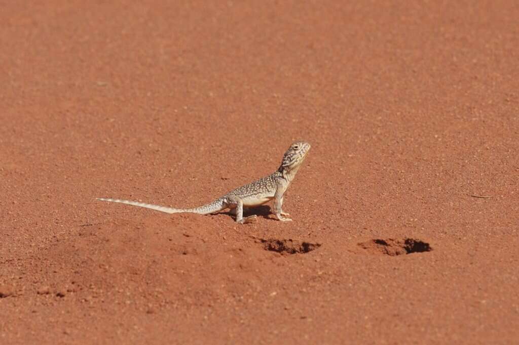 Image of Central Netted Dragon