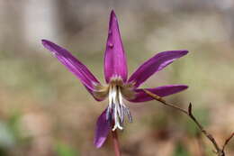 Image of Dog tooth lily