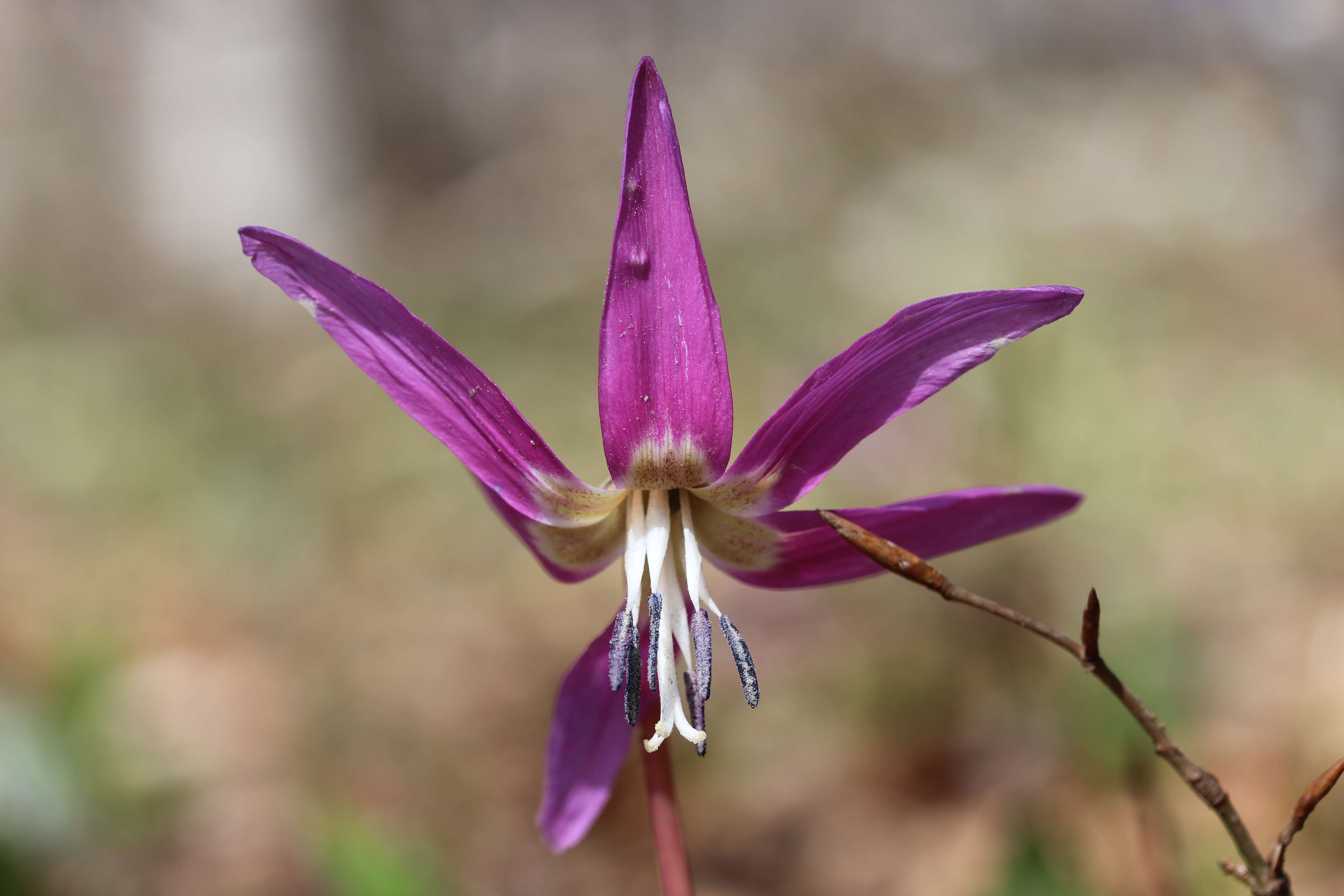 Image of Dog tooth lily