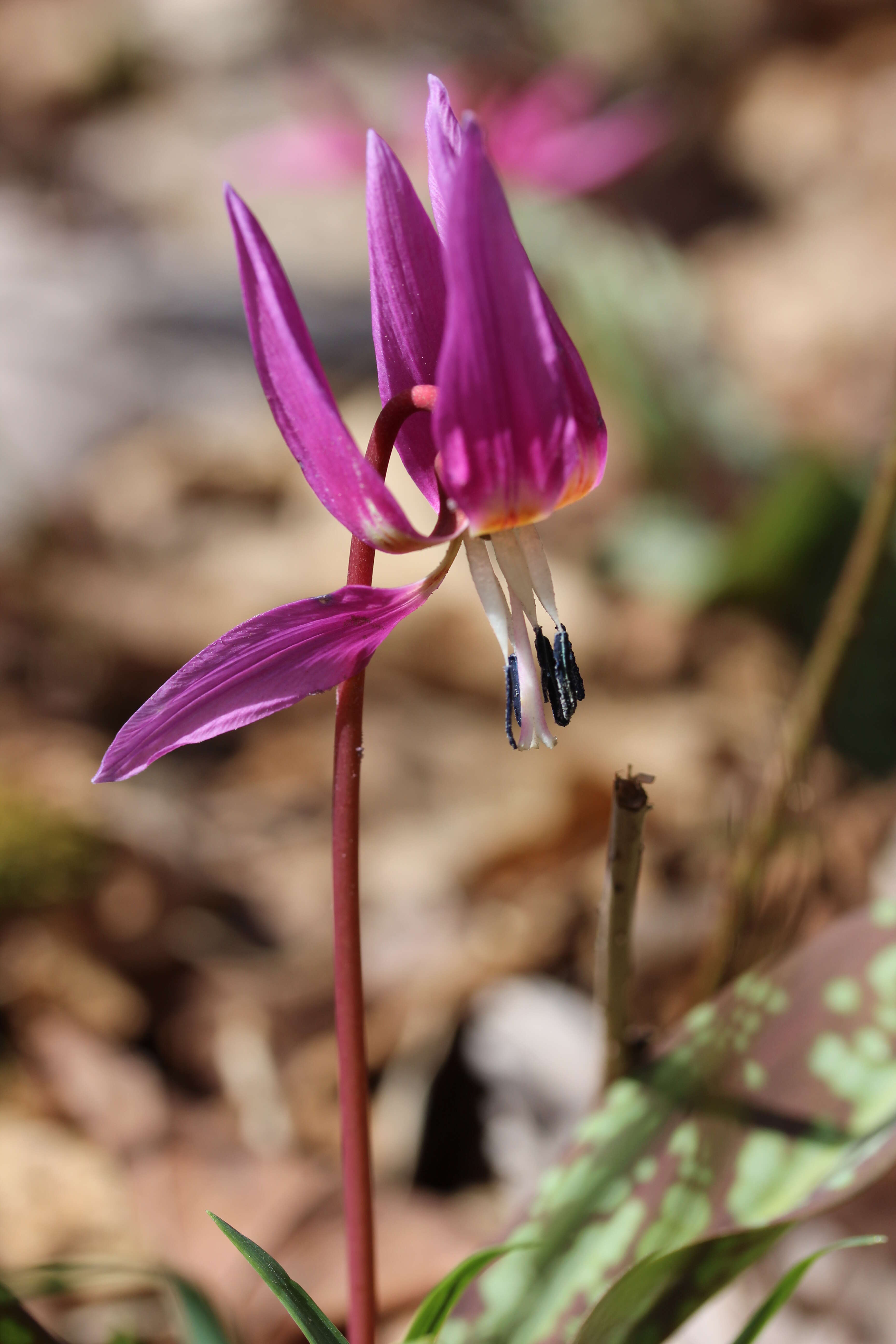 Image of Dog tooth lily