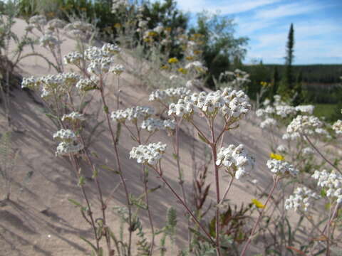 Image of common yarrow