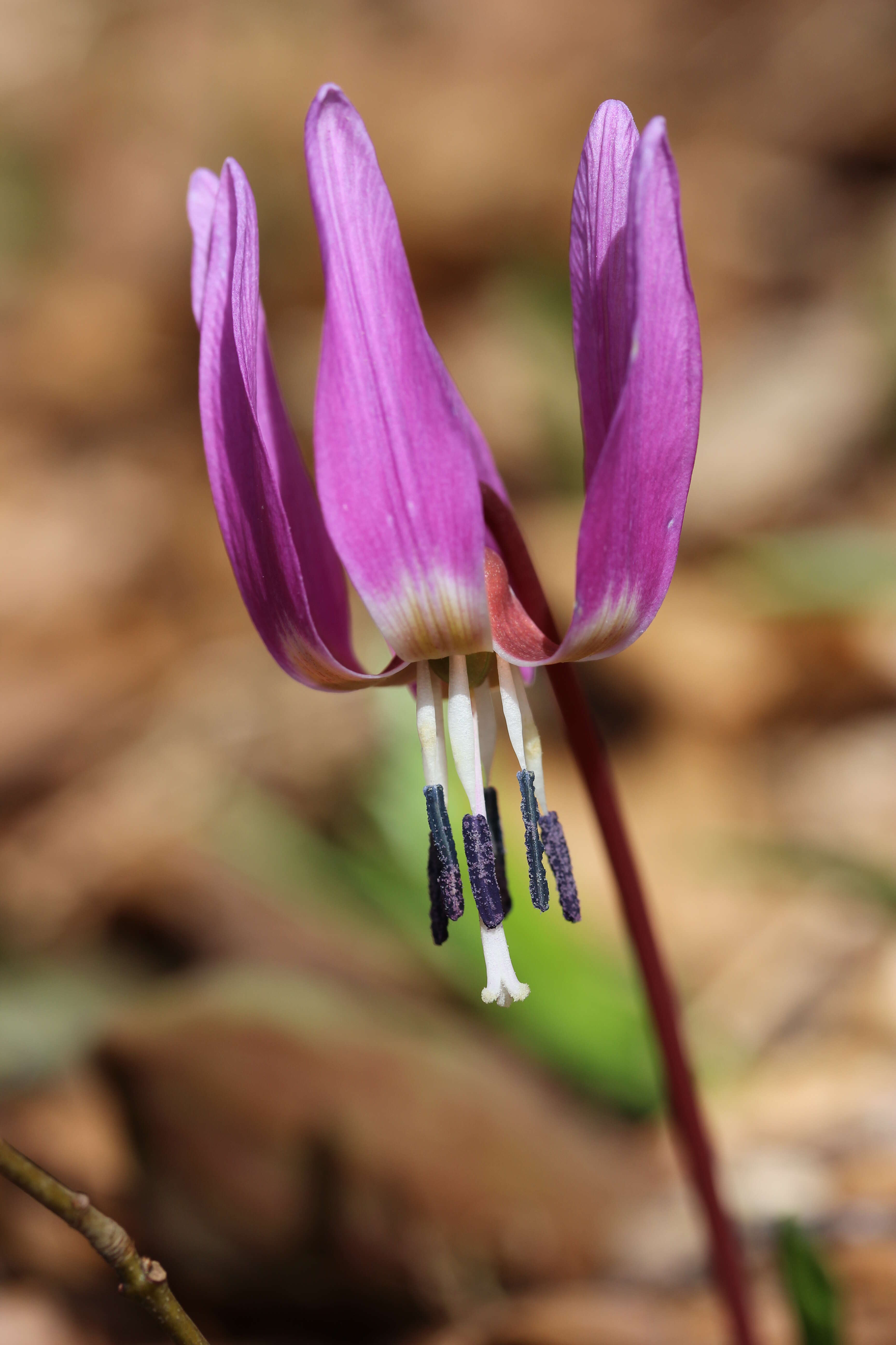 Image of Dog tooth lily