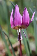 Image of Dog tooth lily