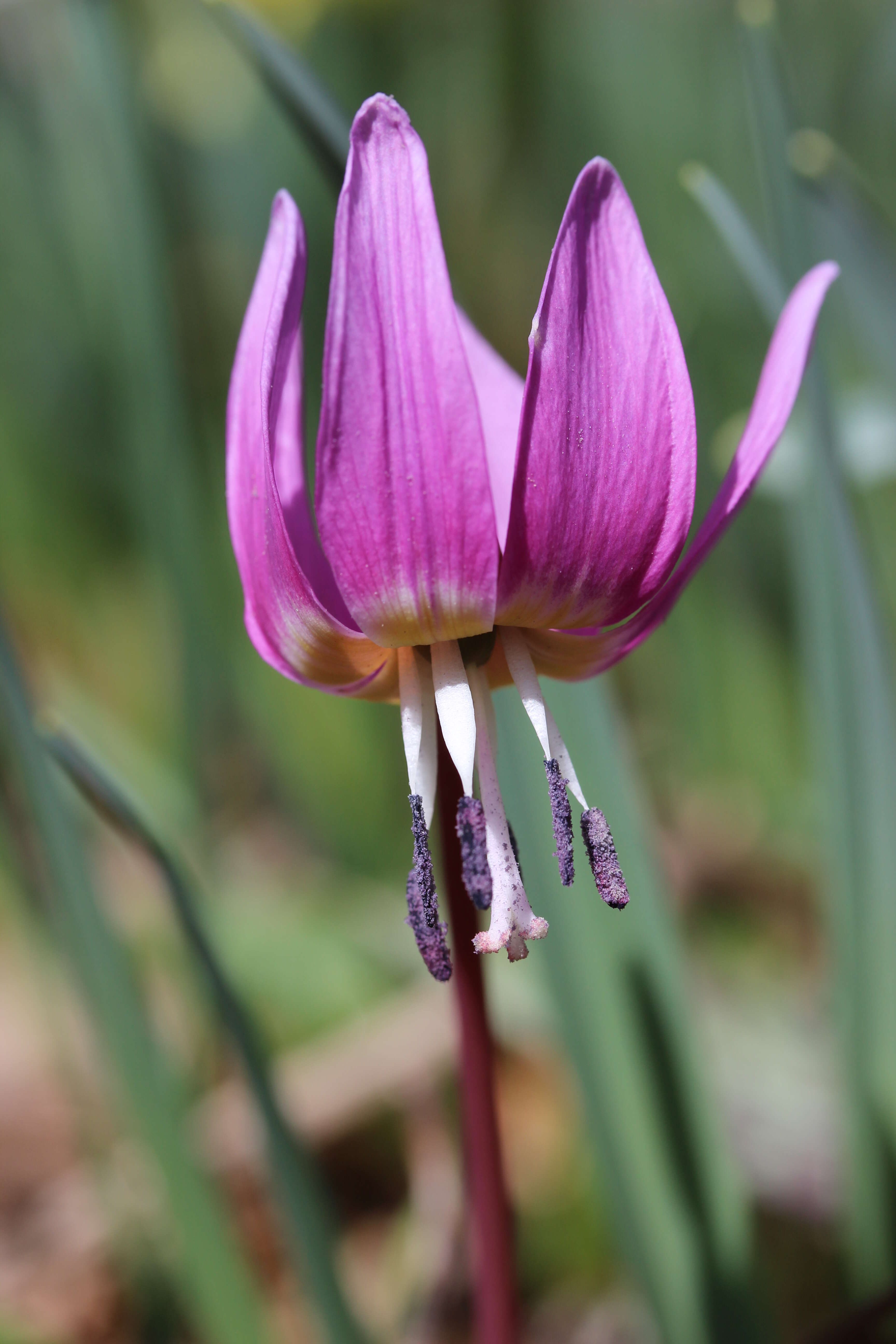 Image of Dog tooth lily