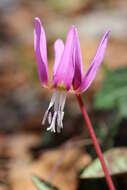 Image of Dog tooth lily