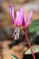 Image of Dog tooth lily