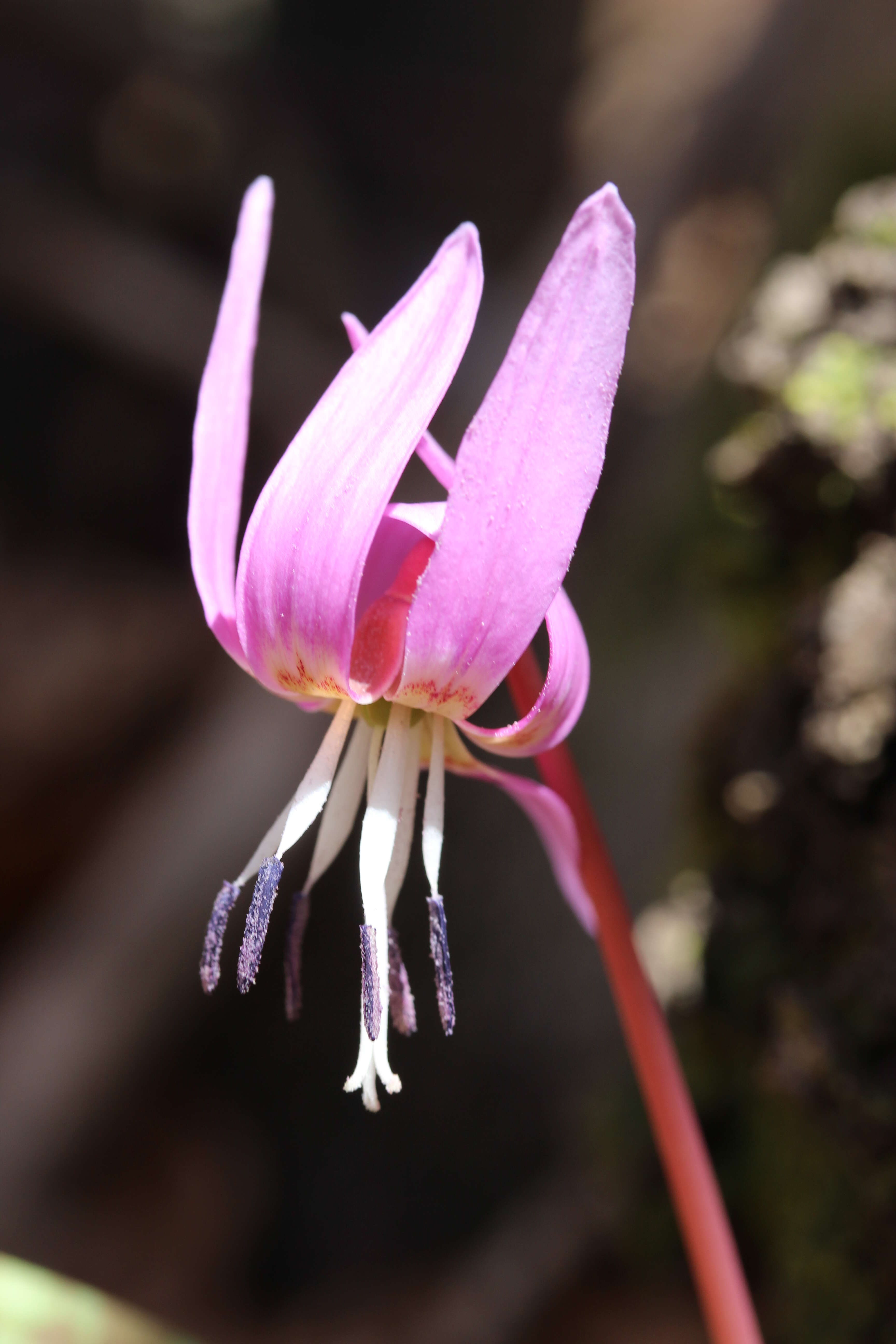 Image of Dog tooth lily