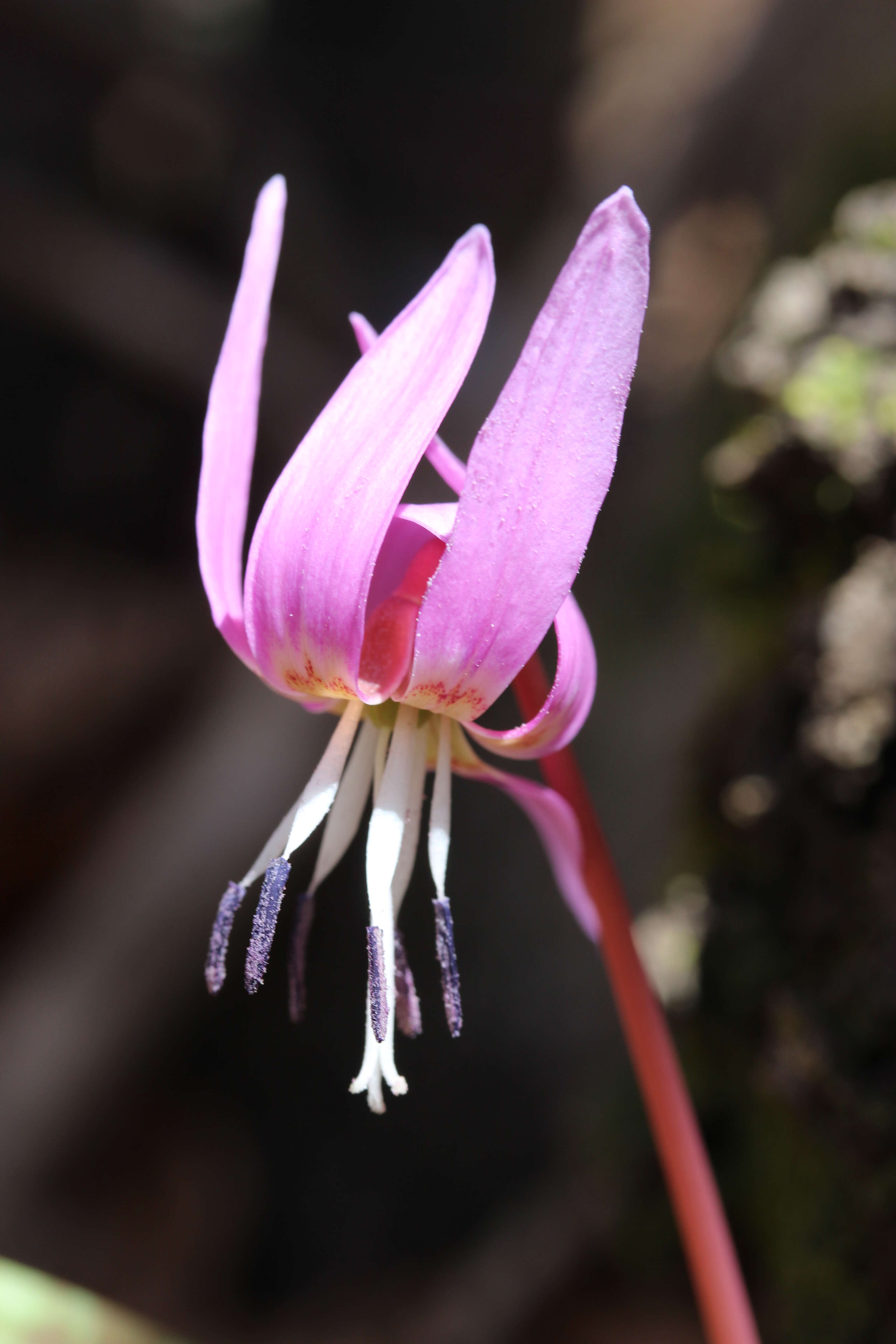 Image of Dog tooth lily