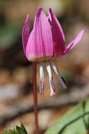 Image of Dog tooth lily