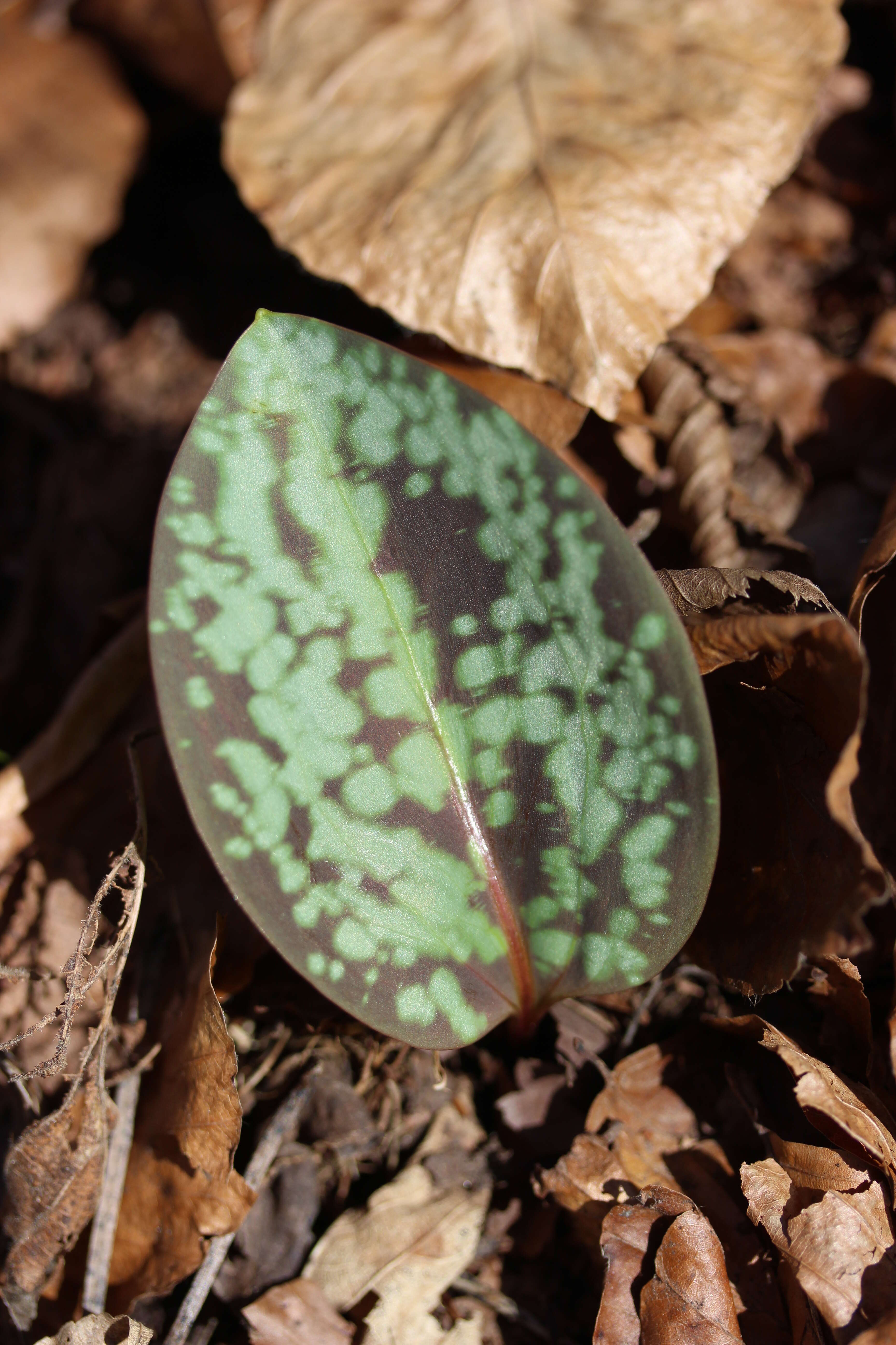 Image of Dog tooth lily