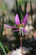 Image of Dog tooth lily