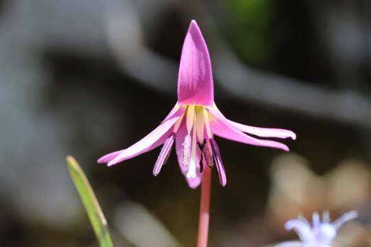 Image of Dog tooth lily