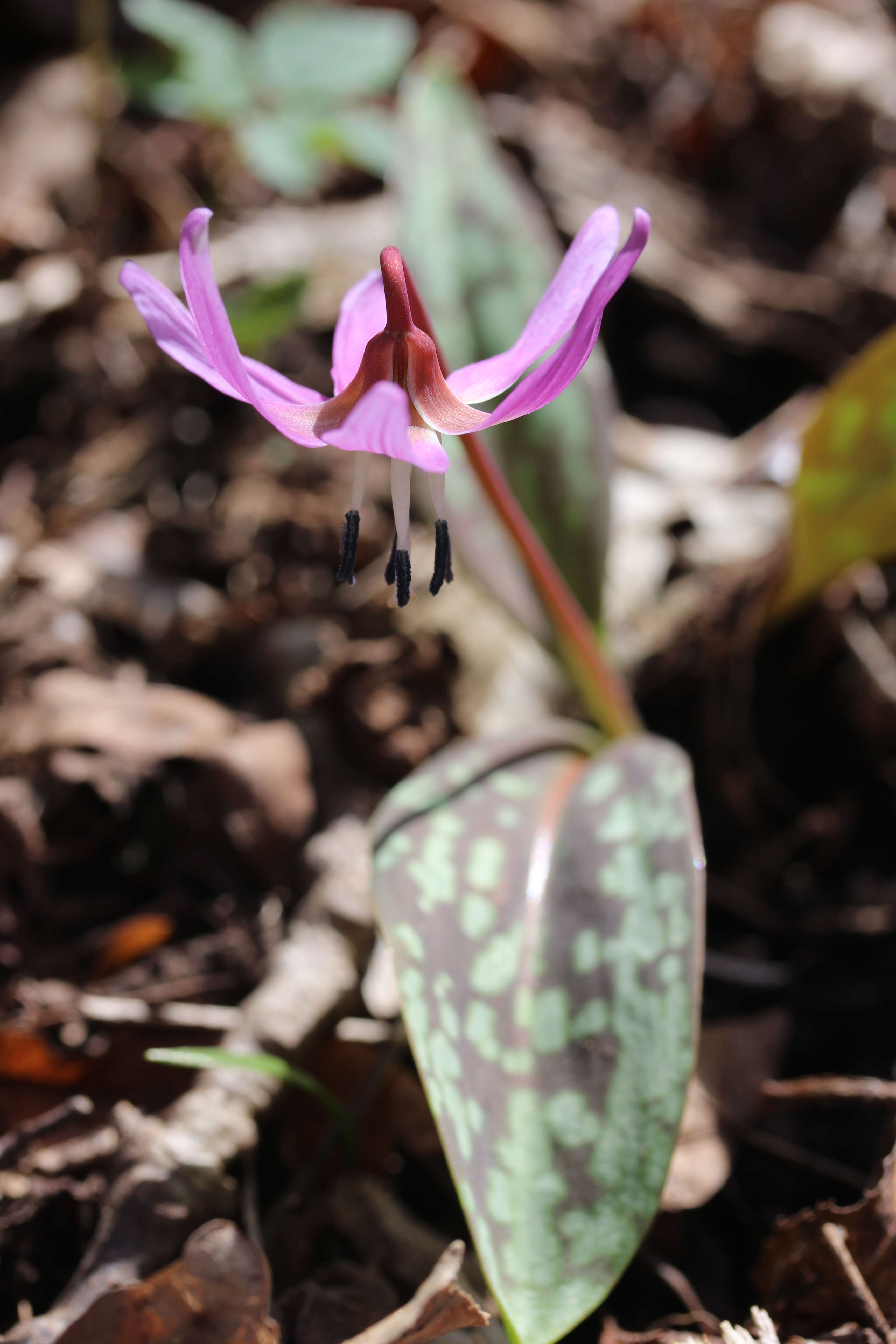 Image of Dog tooth lily