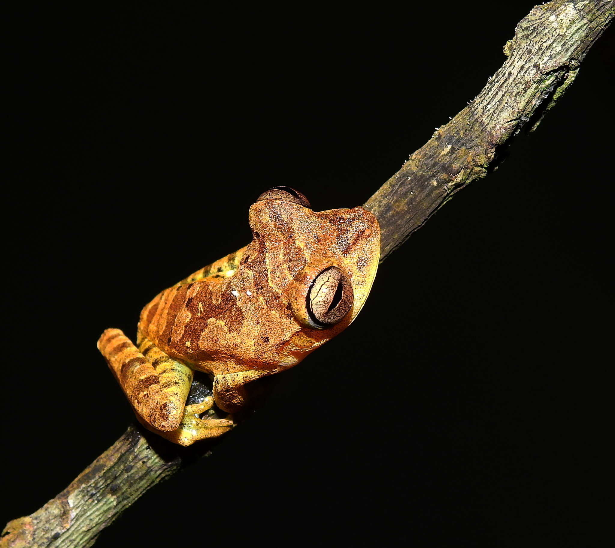 Image of Gunther's Banded Treefrog