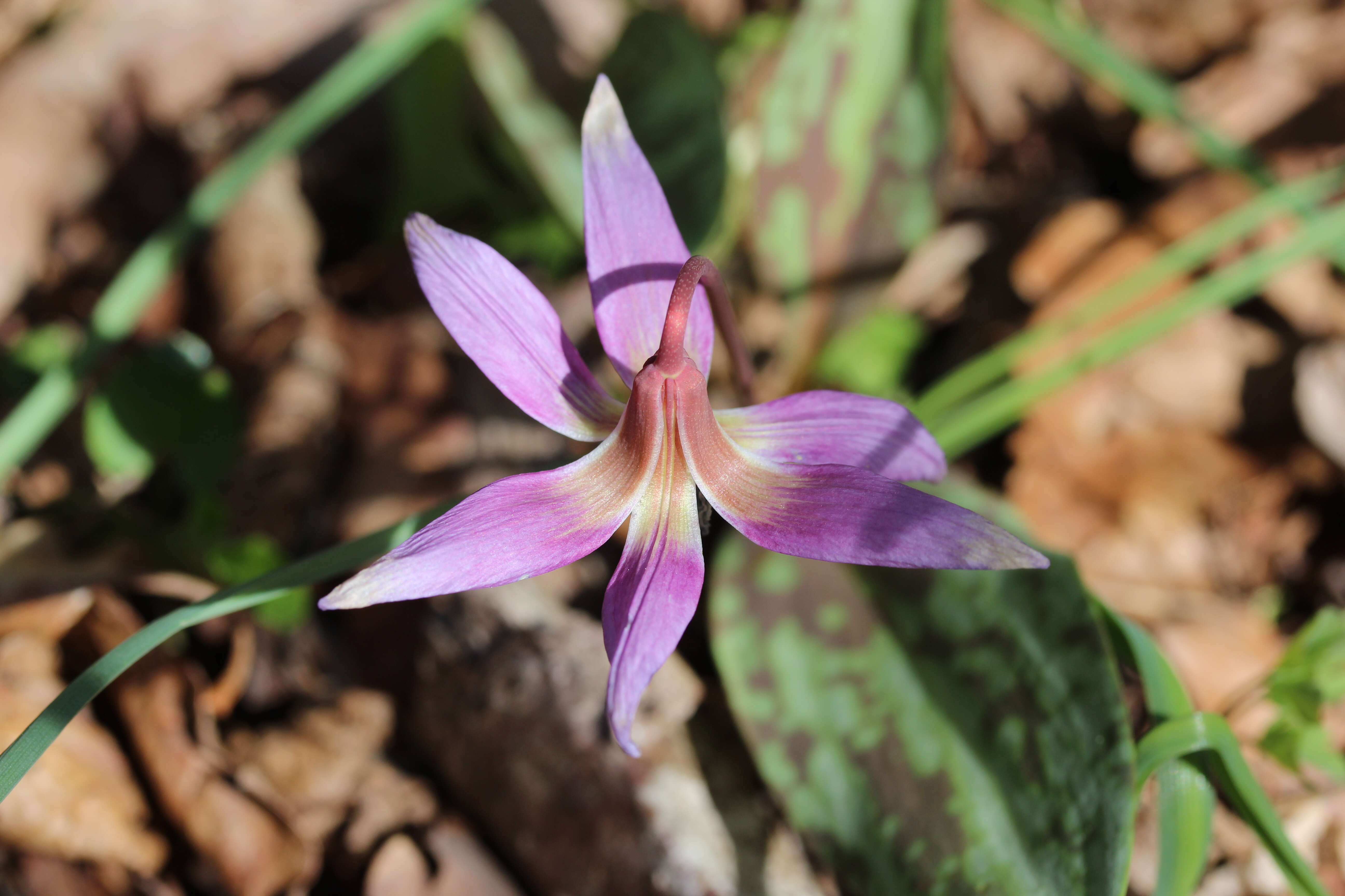 Image of Dog tooth lily