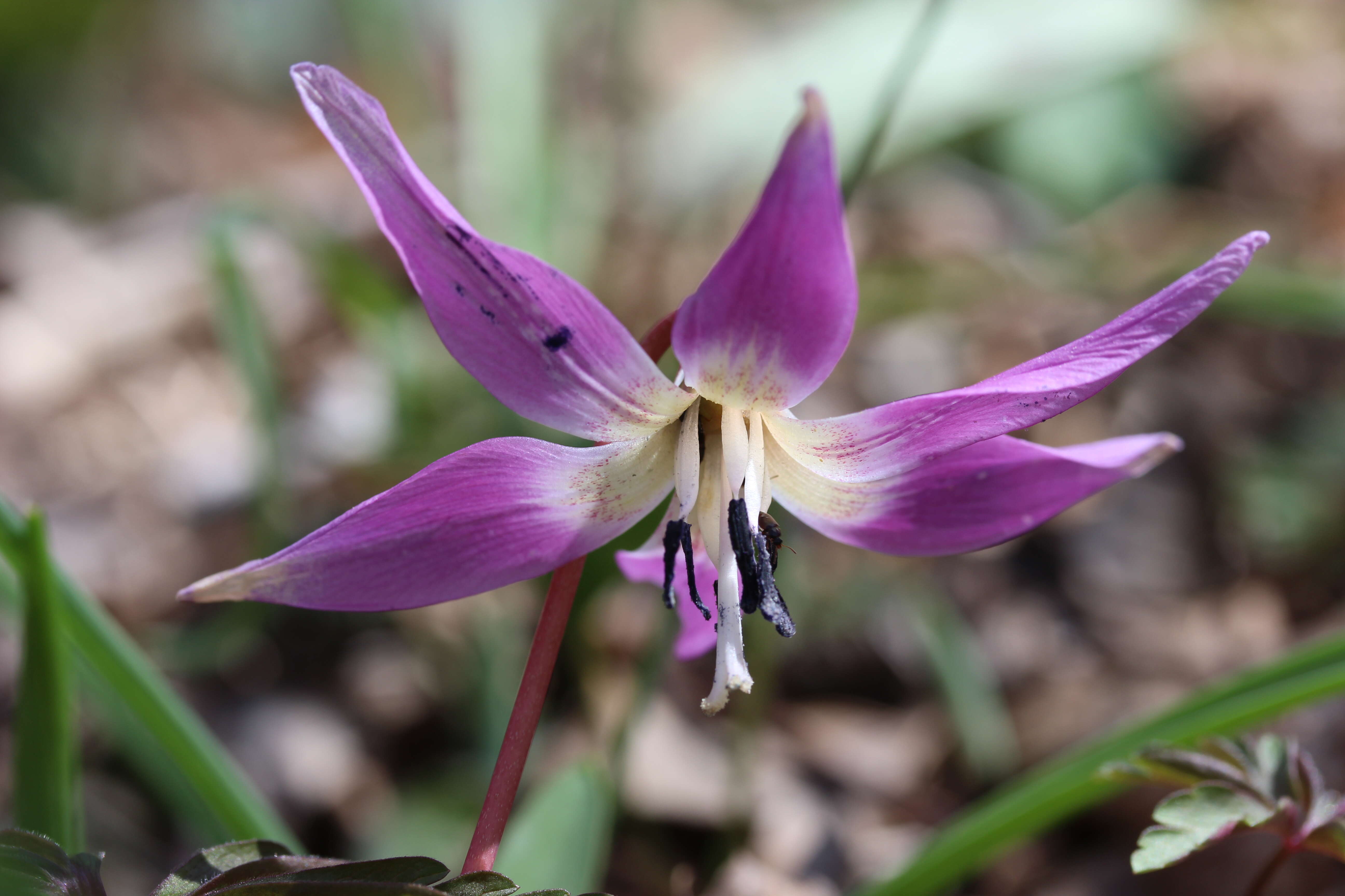 Image of Dog tooth lily