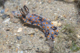 Image of Hypselodoris kanga Rudman 1977