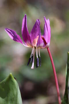 Image of Dog tooth lily