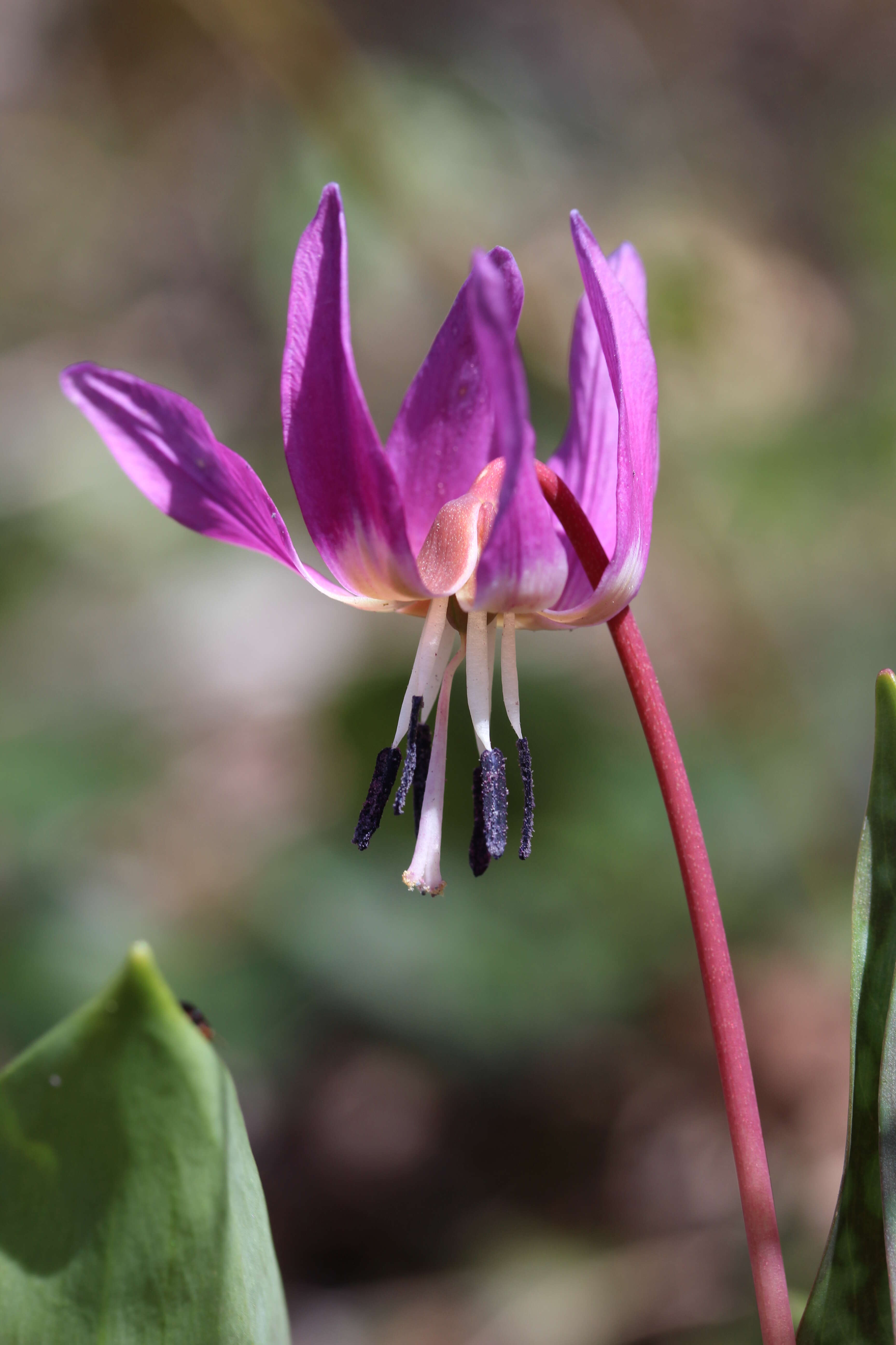 Image of Dog tooth lily