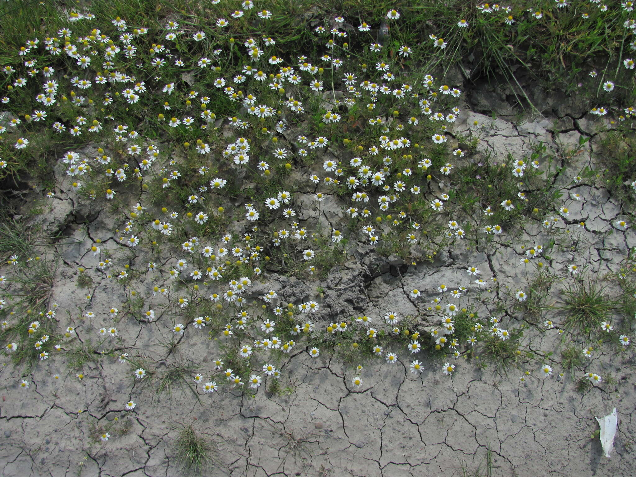 Image of Matricaria tzvelevii Pobed.