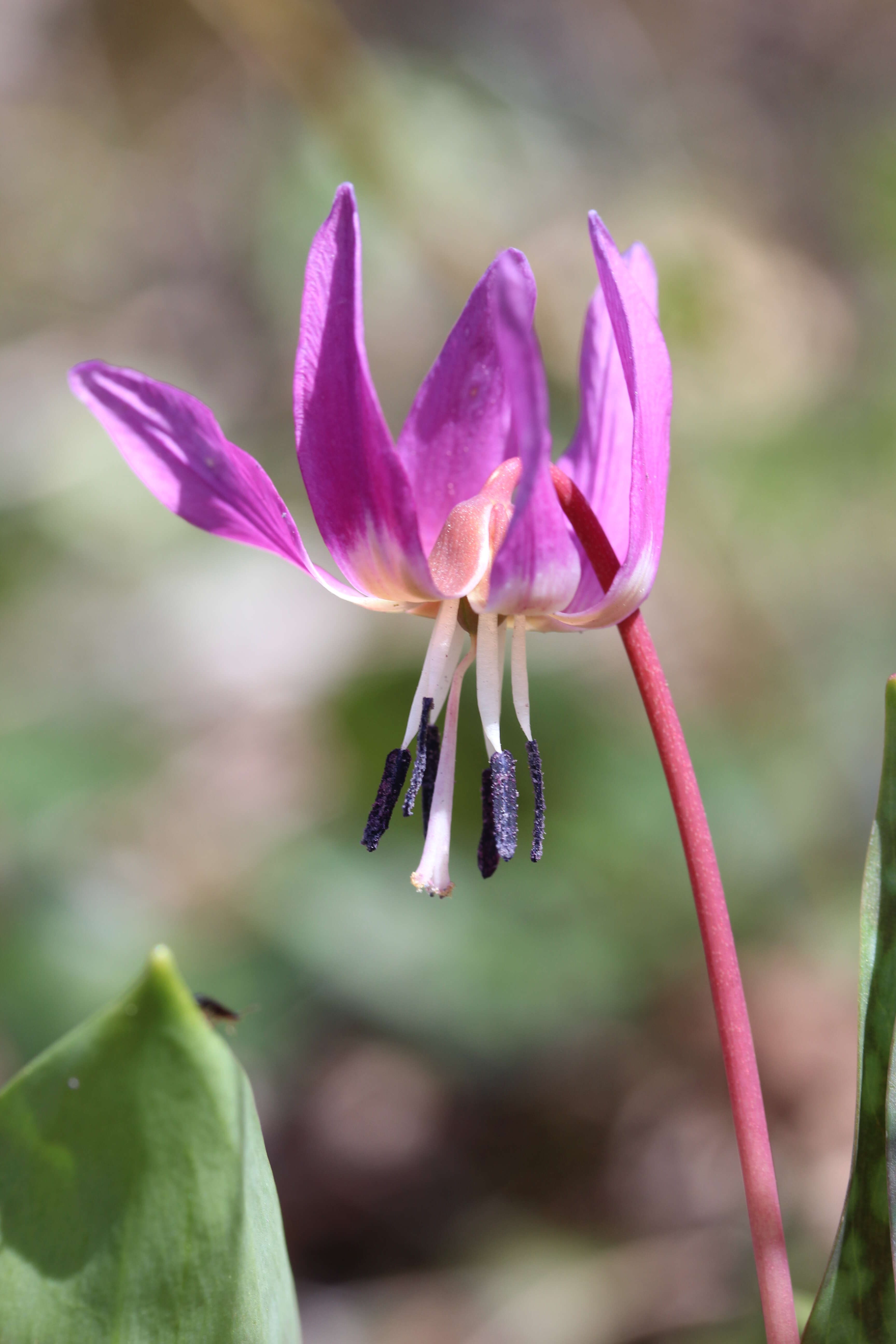 Image of Dog tooth lily