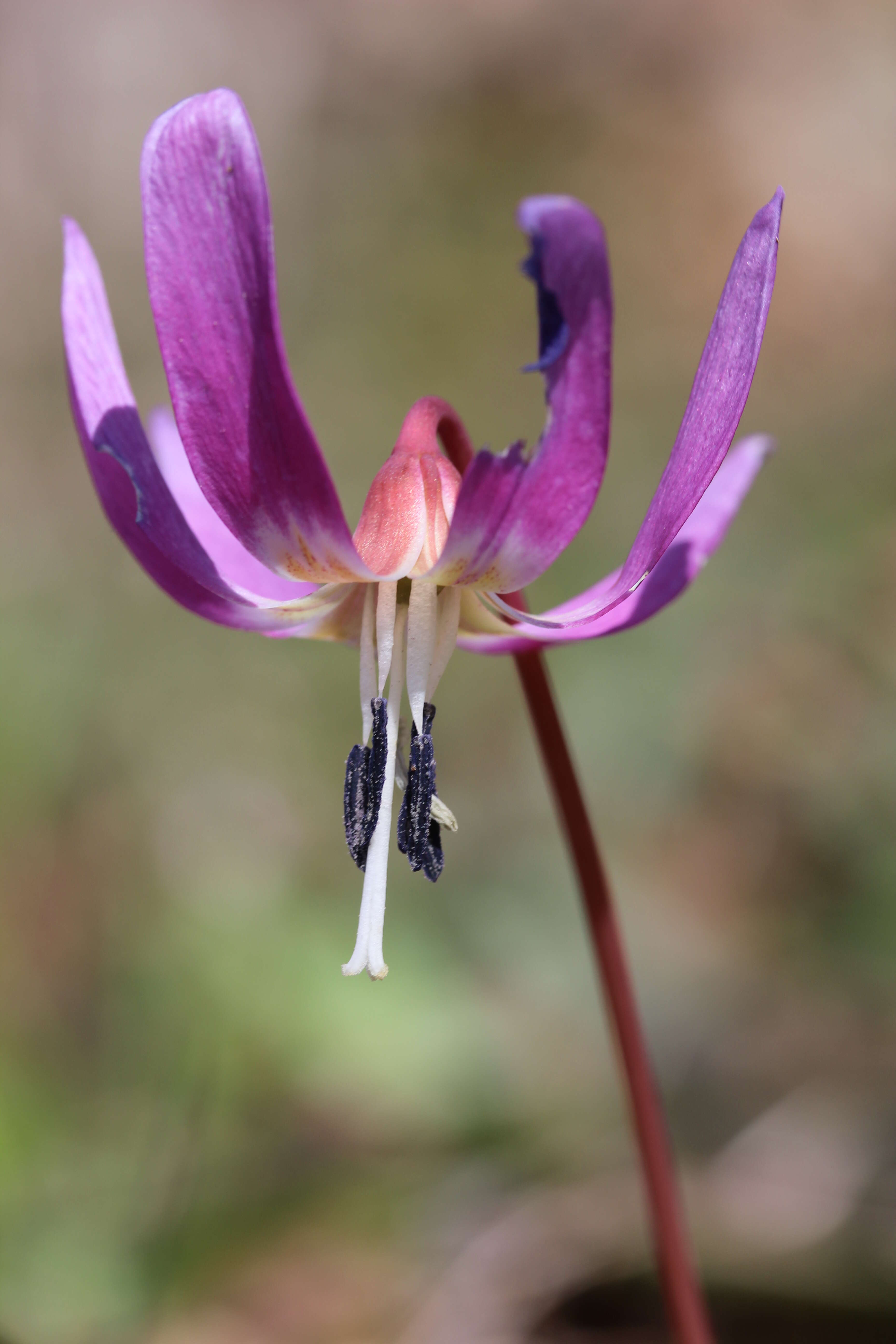 Image of Dog tooth lily