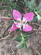 Imagem de Oenothera canescens Torr.