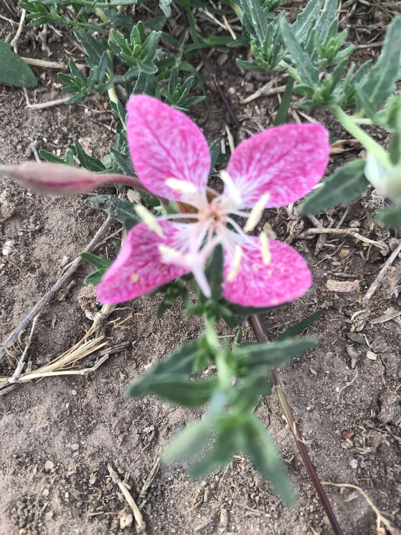 Plancia ëd Oenothera canescens Torr.