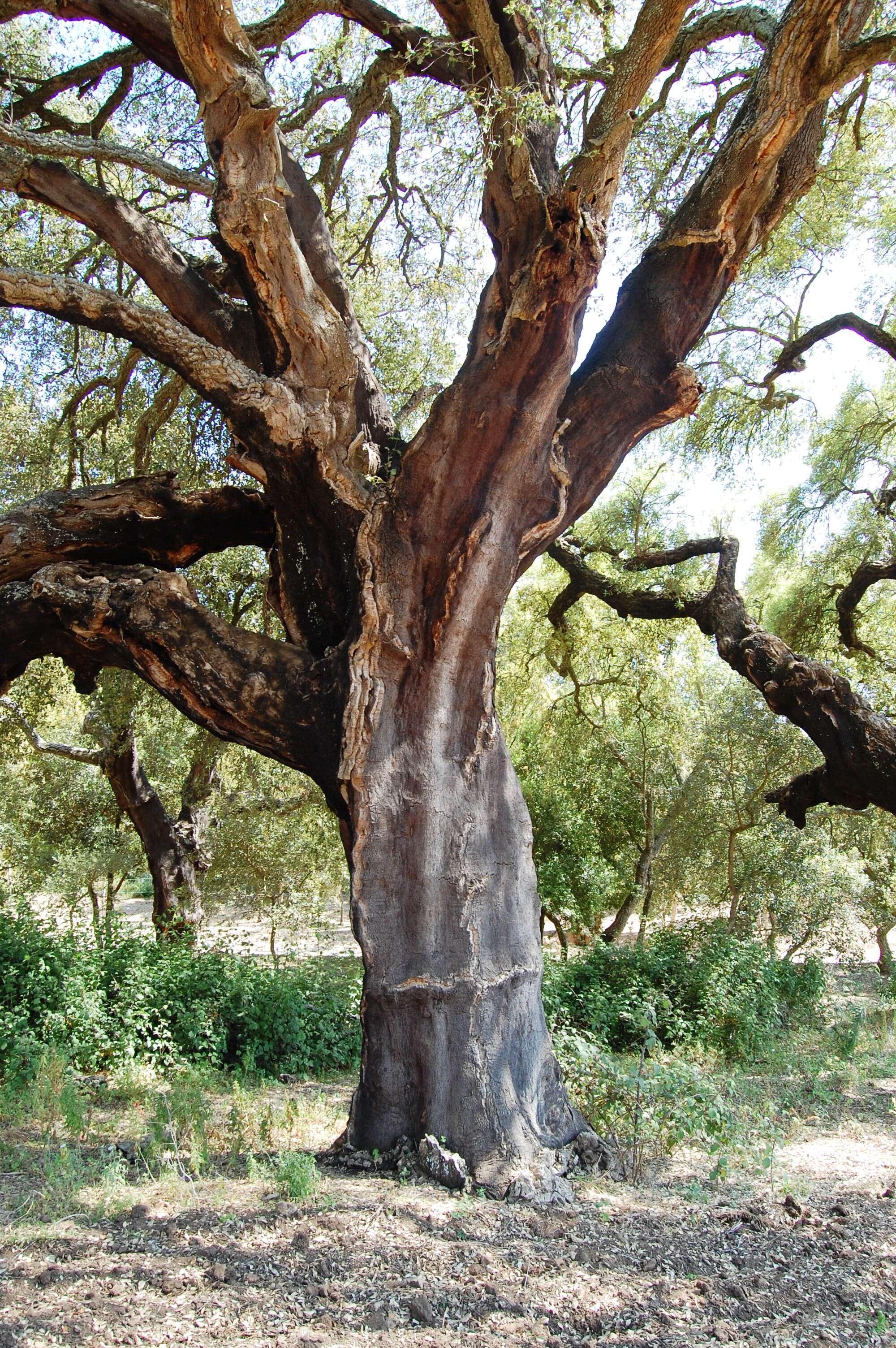 Image of Cork Oak