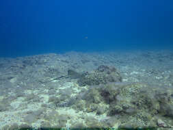 Image of Common Eagle Ray