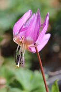 Image of Dog tooth lily