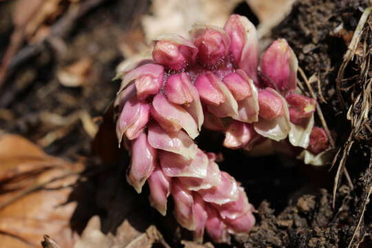 Image of common toothwort