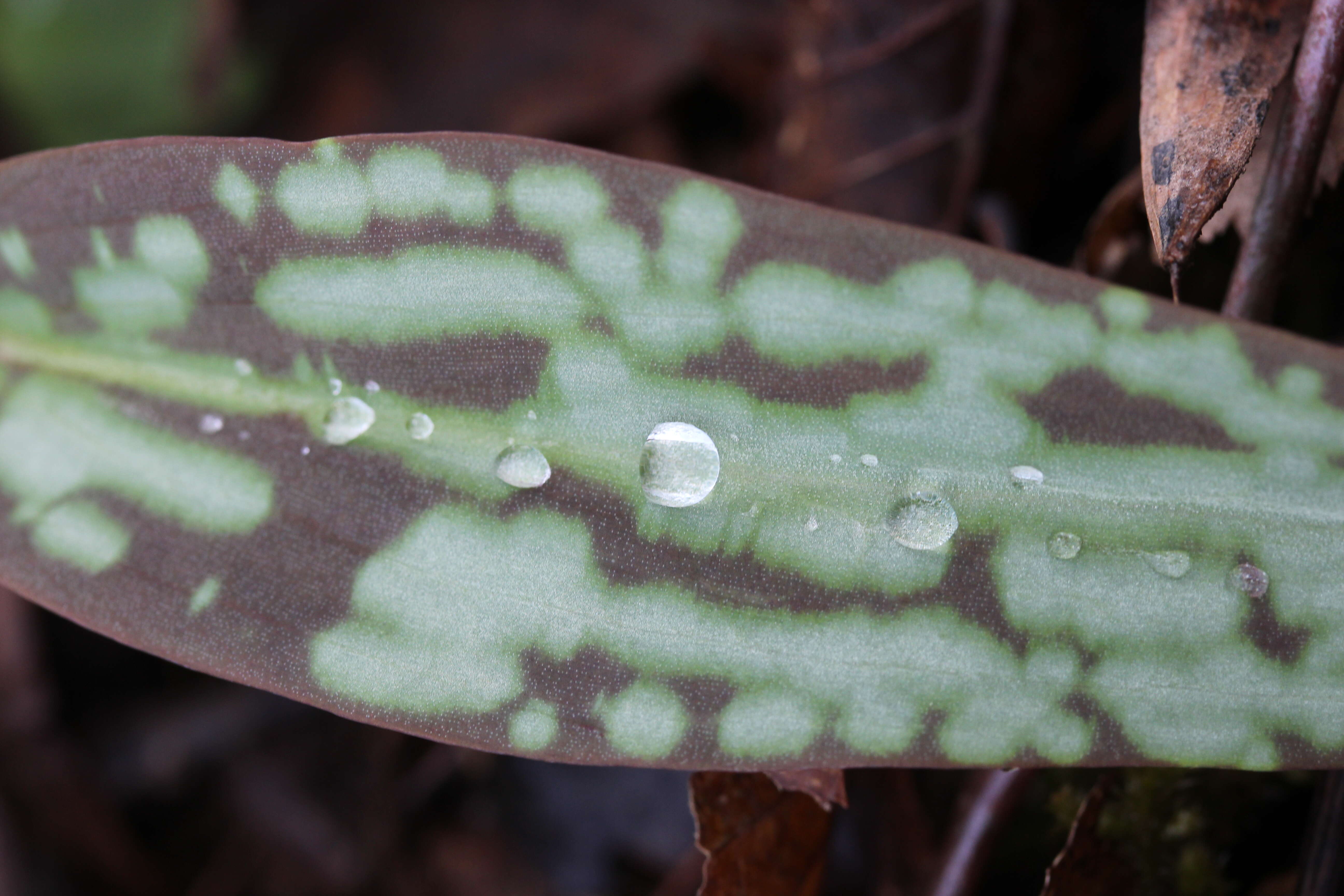 Image of Dog tooth lily