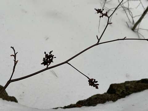 Image de Eriophyes betulae Nal.