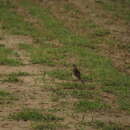 Image of Pampas Pipit