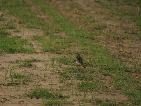 Image of Pampas Pipit