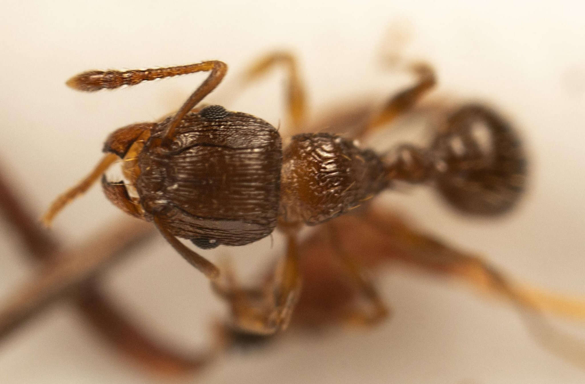 Image of Tetramorium frigidum Arnold 1926