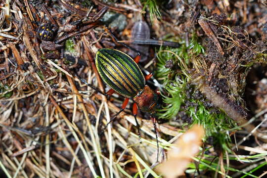 Carabus (Chrysocarabus) auronitens intercostatus Gredler 1854 resmi