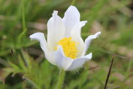 Image de Pulsatille des Alpes