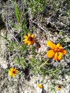 Image of Zinnia juniperifolia (DC.) A. Gray