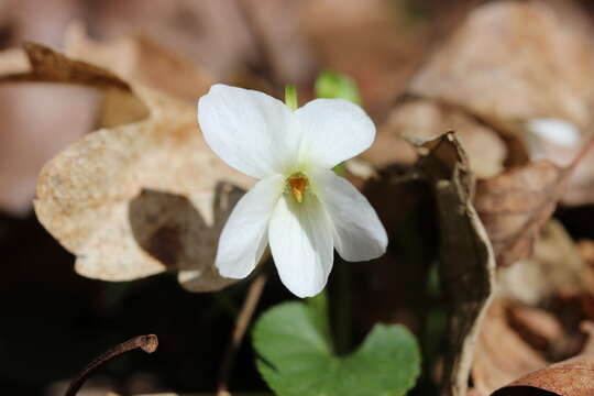 Image of White Violet